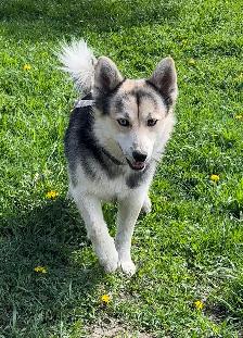 Pomsky puppy one available - Photo 4