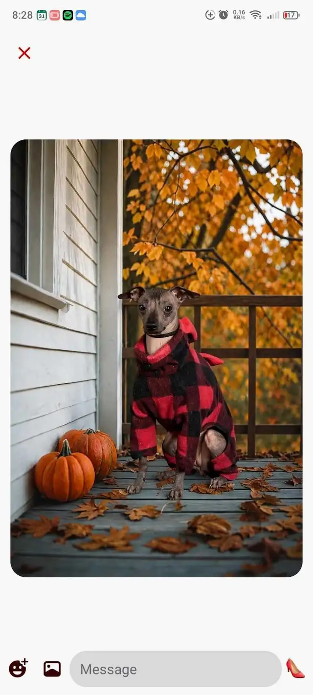 , Xoloitzcuintli Mexican Hairless available