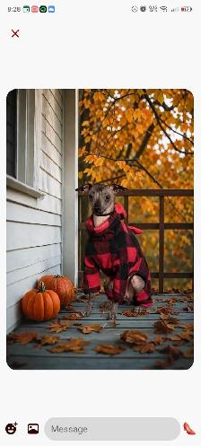 , Xoloitzcuintli Mexican Hairless available