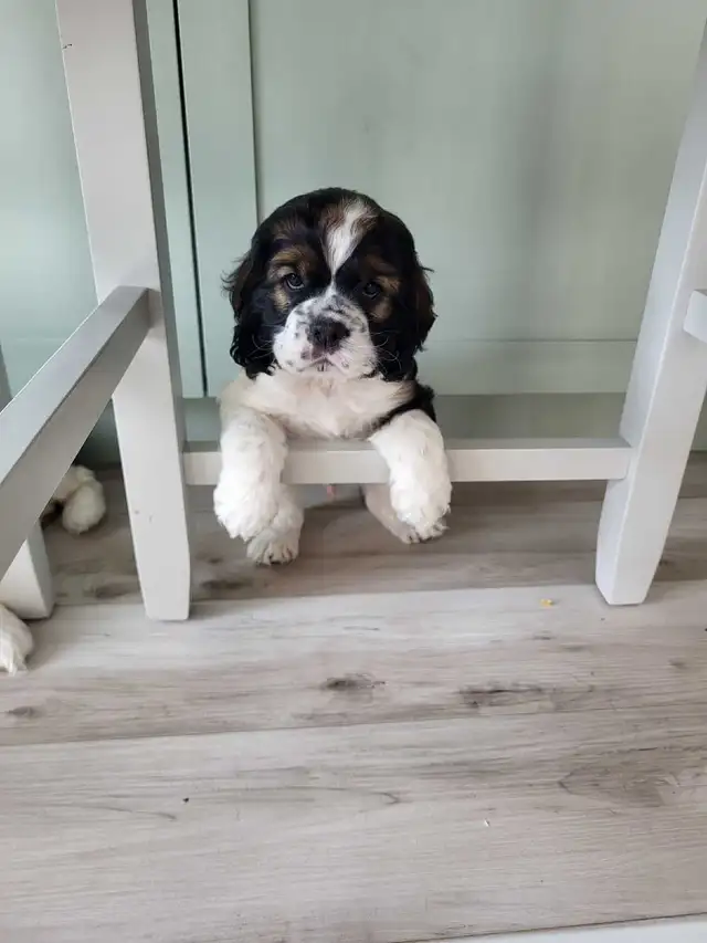 AMERICAN COCKER SPANIELS