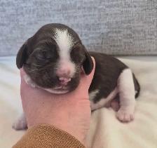 AMERICAN COCKER SPANIELS - Photo 2