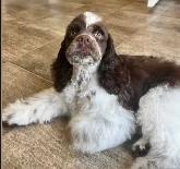 AMERICAN COCKER SPANIELS - Photo 3