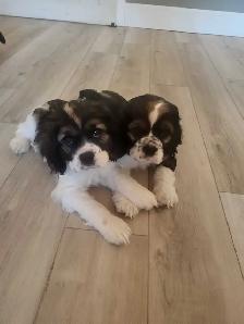 AMERICAN COCKER SPANIELS - Photo 4