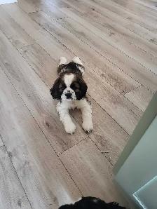 AMERICAN COCKER SPANIELS - Photo 5