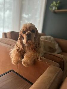 AMERICAN COCKER SPANIELS - Photo 6