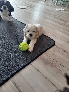 AMERICAN COCKER SPANIELS - Photo 7