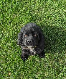 AMERICAN COCKER SPANIELS - Photo 8