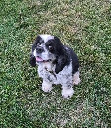 AMERICAN COCKER SPANIELS - Photo 9