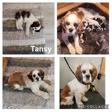 AMERICAN COCKER SPANIELS - Photo 10