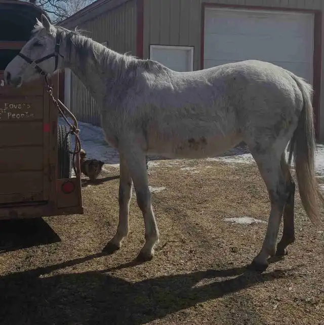 Thoroughbred Mare
