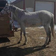Thoroughbred Mare