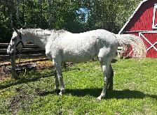 Thoroughbred Mare - Photo 2