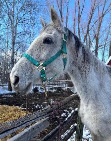 Thoroughbred Mare - Photo 3