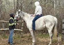 Thoroughbred Mare - Photo 4