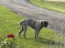 English Mastiff - Photo 2