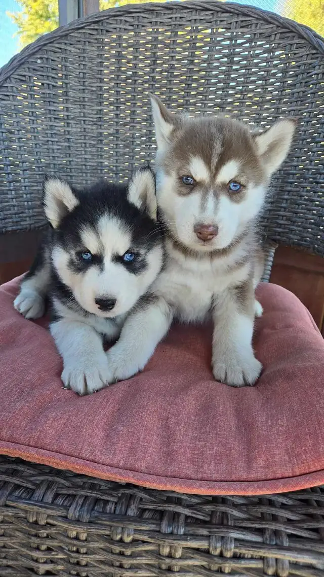 Siberian Husky Puppies
