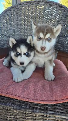 Siberian Husky Puppies