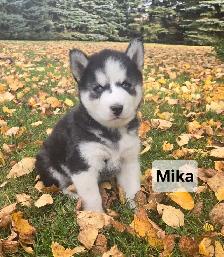 Siberian Husky Puppies - Photo 2