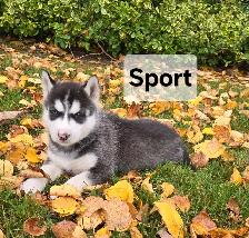 Siberian Husky Puppies - Photo 3