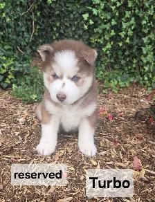 Siberian Husky Puppies - Photo 4