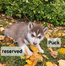 Siberian Husky Puppies - Photo 5