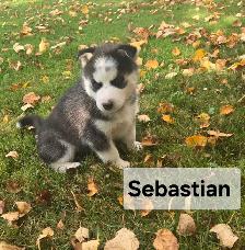 Siberian Husky Puppies - Photo 6