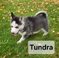 Siberian Husky Puppies - Photo 7