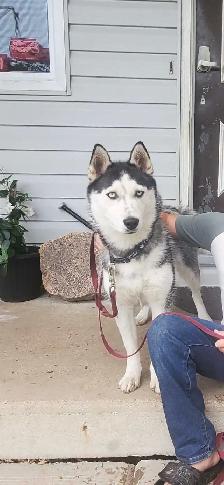 Siberian Husky Puppies - Photo 8