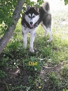 Siberian Husky Puppies - Photo 9