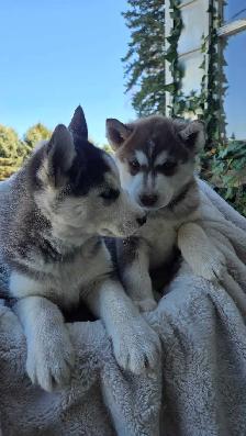 Siberian Husky Puppies - Photo 10