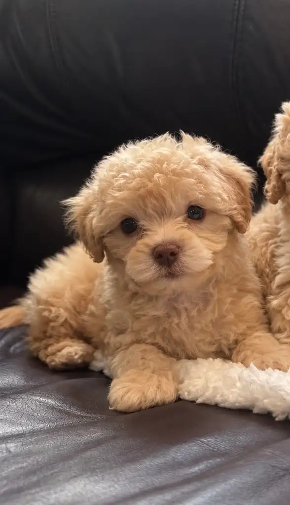 Toy Poodle Puppy