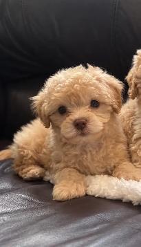 Toy Poodle Puppy