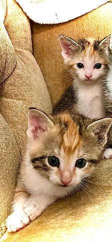 BUNDLES OF CUDDLES - Photo 7