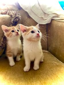 BUNDLES OF CUDDLES - Photo 10