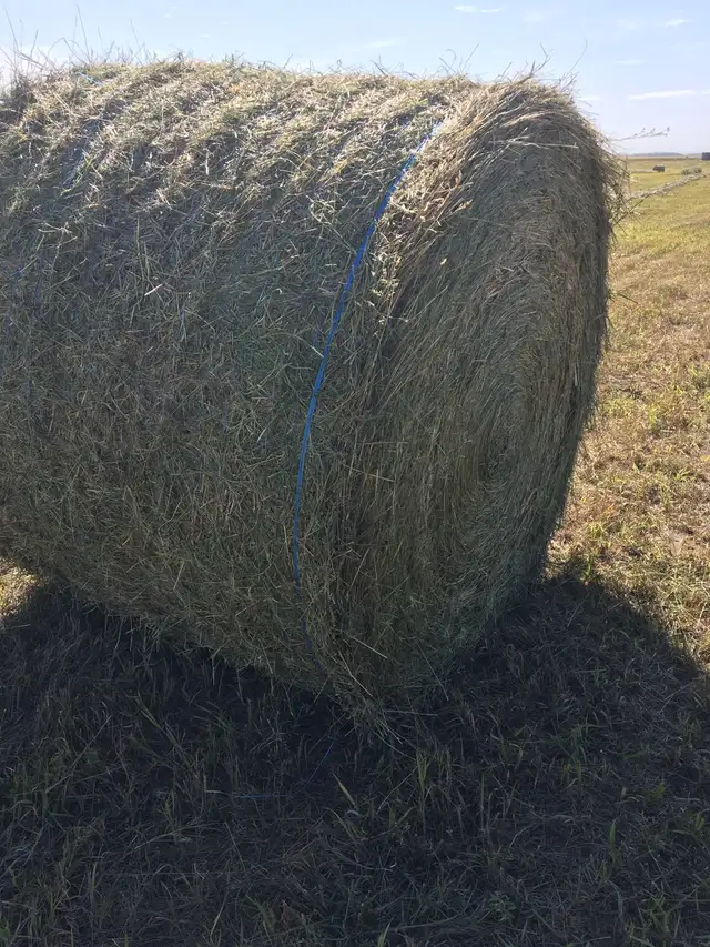 2026 Hay for sale