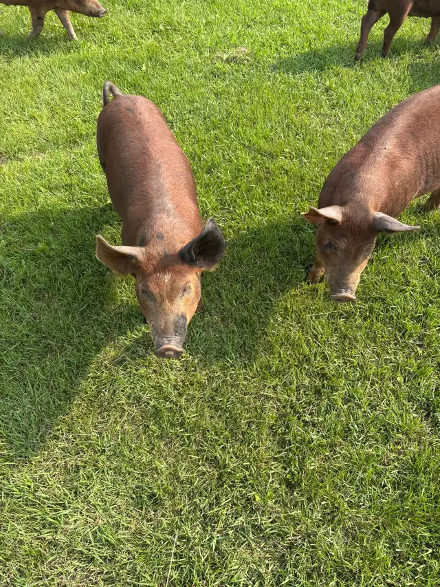pigs for sale