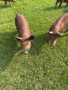 pigs for sale