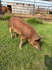 pigs for sale - Photo 2
