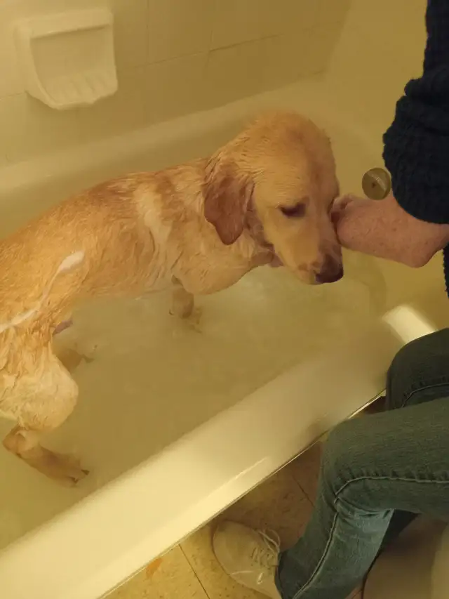 Reliable & Loving Dog Walking Services (Islington/Lakeshore)