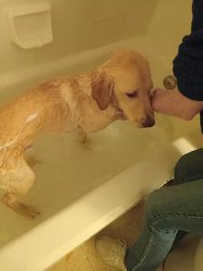 Reliable & Loving Dog Walking Services (Islington/Lakeshore)