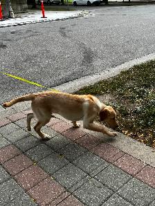 Reliable & Loving Dog Walking Services (Islington/Lakeshore) - Photo 2