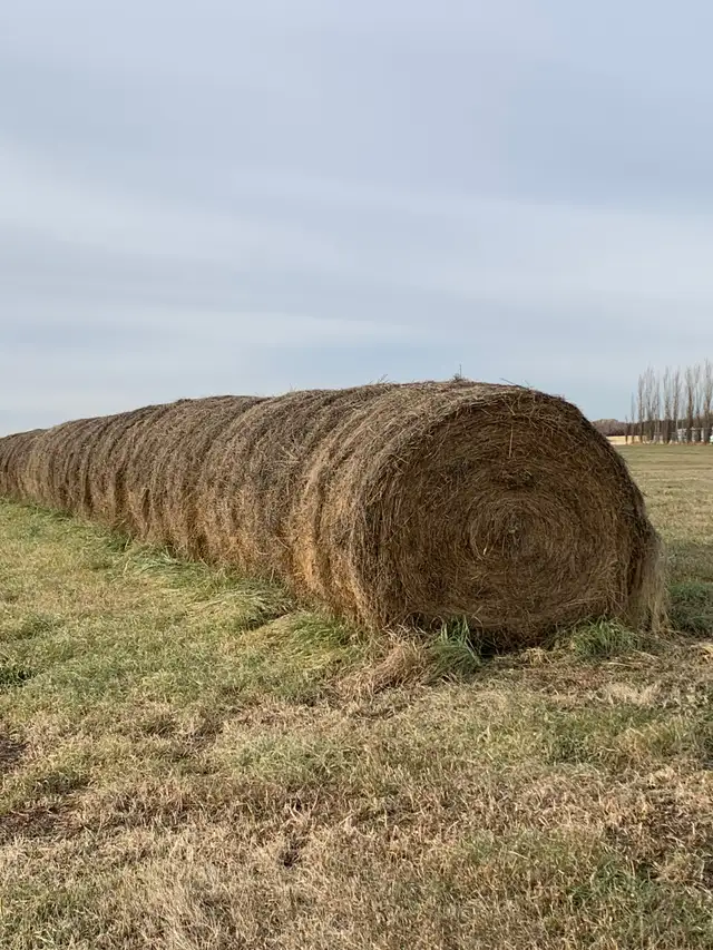 HAY for sale