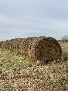 HAY for sale