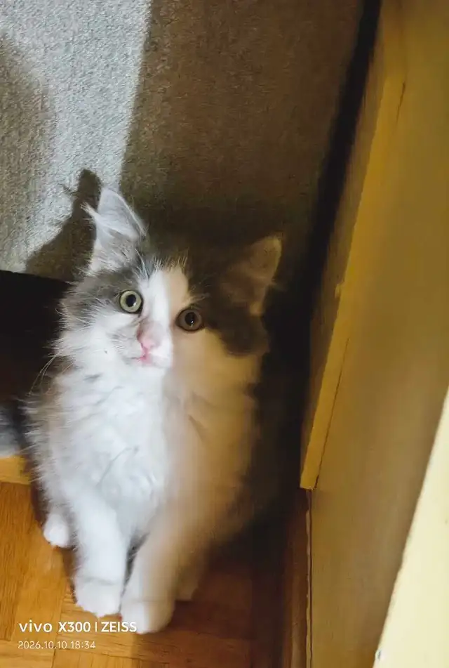 Adorable kittens for rehoming!