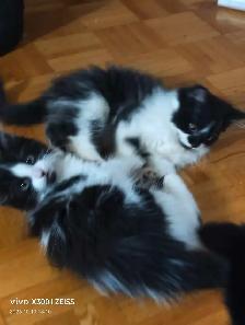 Adorable kittens for rehoming! - Photo 2