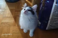 Adorable kittens for rehoming! - Photo 4
