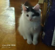 Adorable kittens for rehoming! - Photo 5