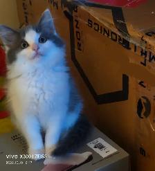 Adorable kittens for rehoming! - Photo 6