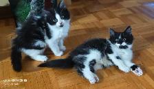 Adorable kittens for rehoming! - Photo 8
