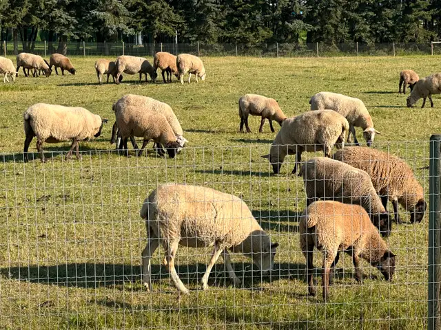 LAMBS FOR SALE